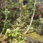 “なんとなくいい庭”をつくりたい  鈴木康幸/植繁