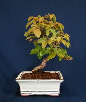 12191395_931512843553323_4030844094192961056_n