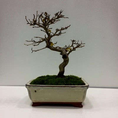 12227717_937957449575529_4687981977288940633_n