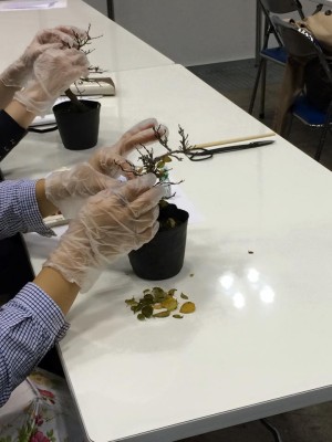 12243159_937957476242193_2263629511778678618_n