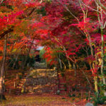 金戒光明寺・浄住寺の庭園・参道などを11月より順次公開／2020年「京都 秋の特別公開」