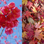 2021年1月から植物6種目の9現象へと大幅減少／生物季節観測／気象庁