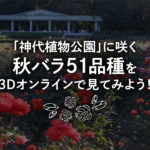 神代植物公園と連携してWEB上にオンラインばら園/GreenSnap